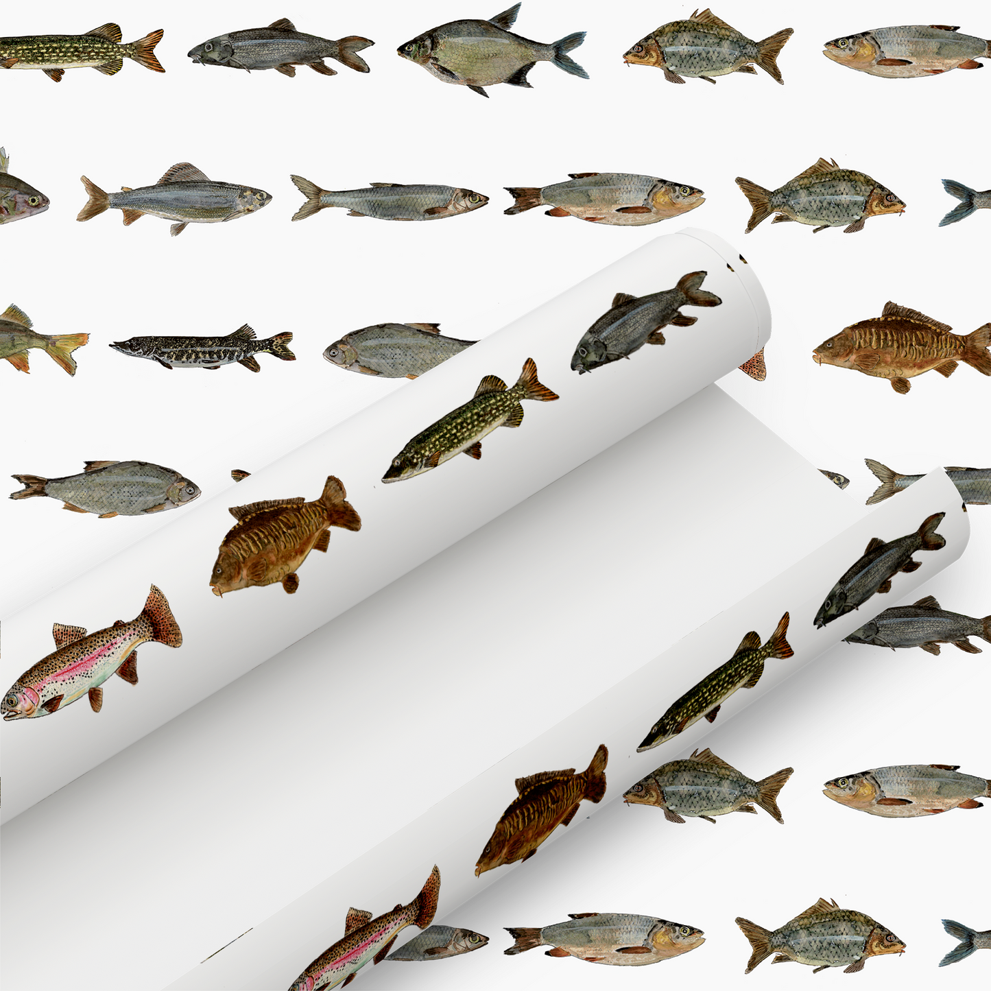 Hand Painted Freshwater Fish Gift Wrap and Matching Gift Tag - Rolled
